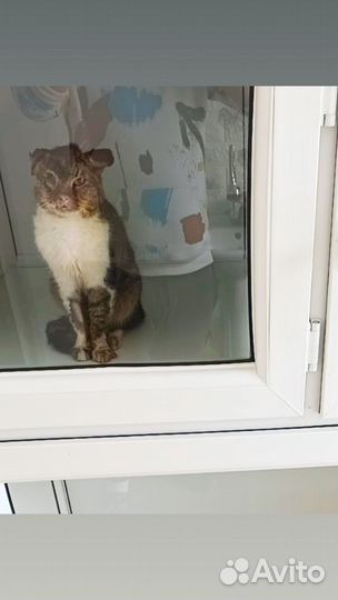 Котик Гонио из Батуми