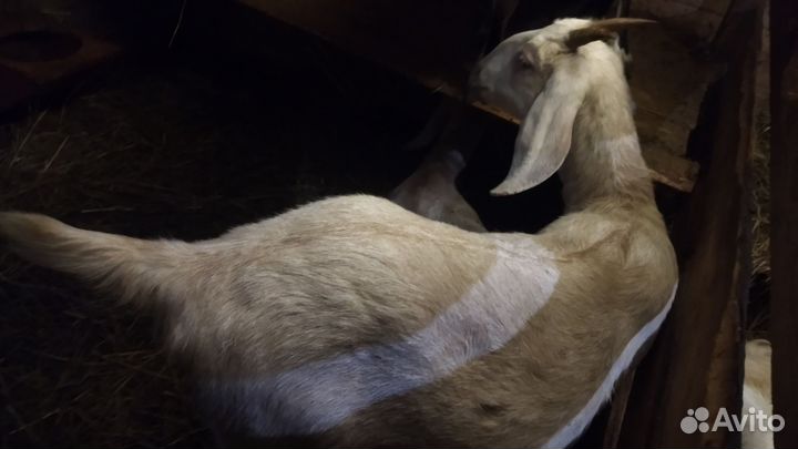 Нубийские козы