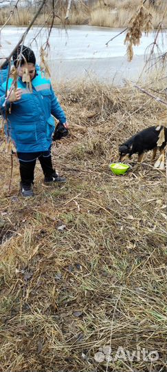 Щенки в дар