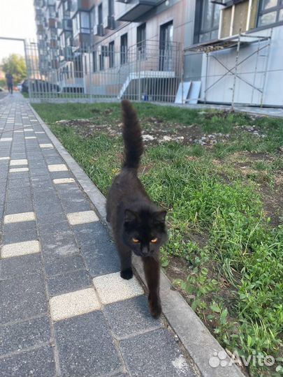 Кошка