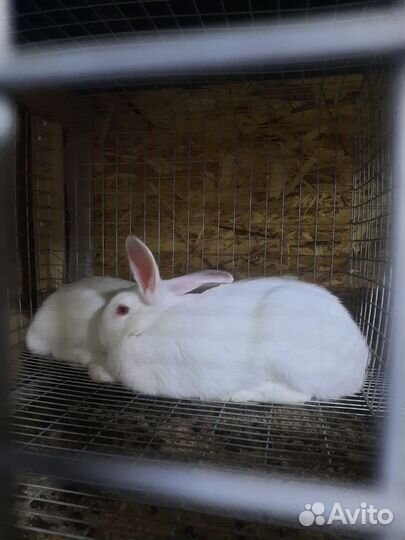 Кролики Белый Паннон