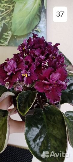 Детки фиалок