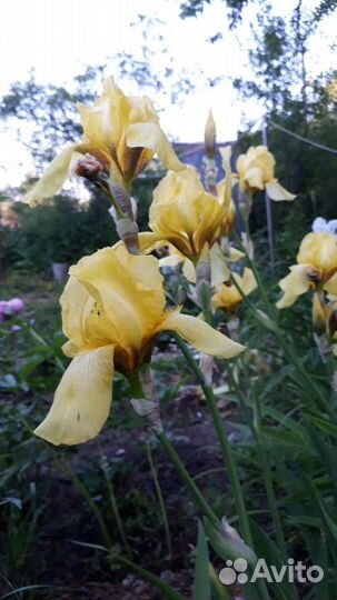 Ирисы и лилейники