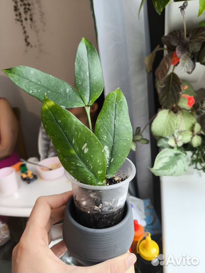 Хойя лобби Lobbi cream