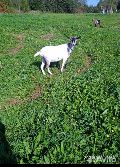 Домашние животные