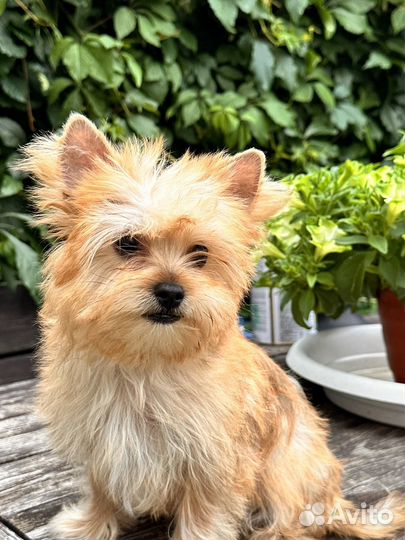 Голддаст йорк