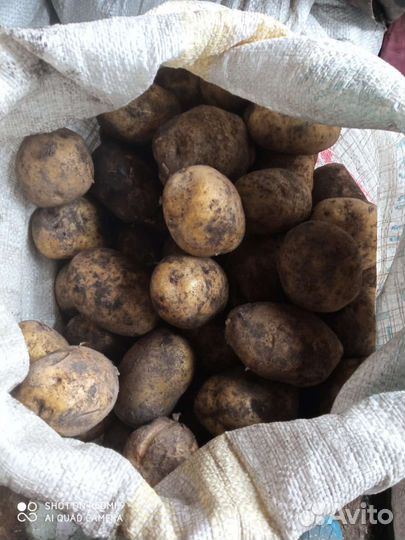 Продам картофель с доставкой