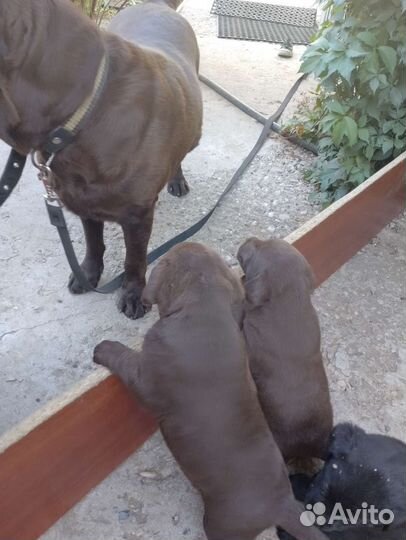 Щенки лабрадора шоколадные,черные