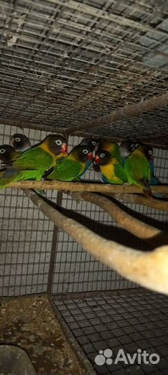 Попугай какарик