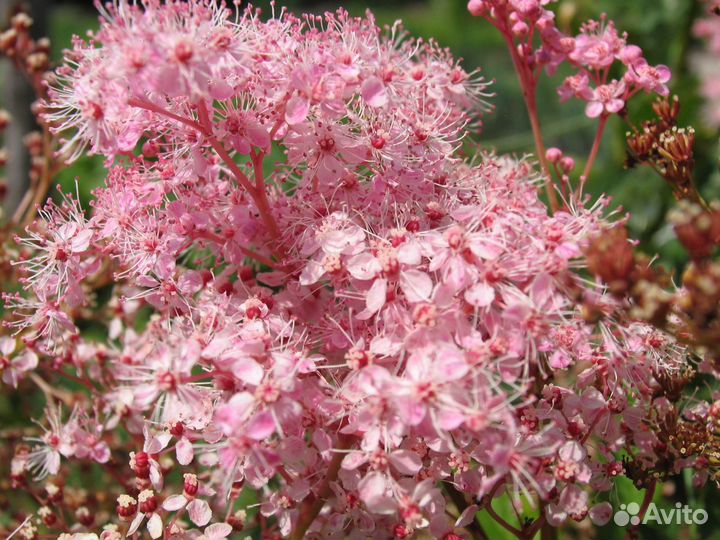 Многолетние садовые цветы - 1 часть