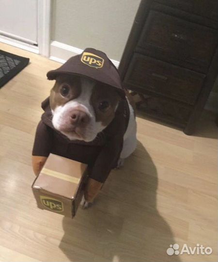 Пеший курьер с ежедневной оплатой