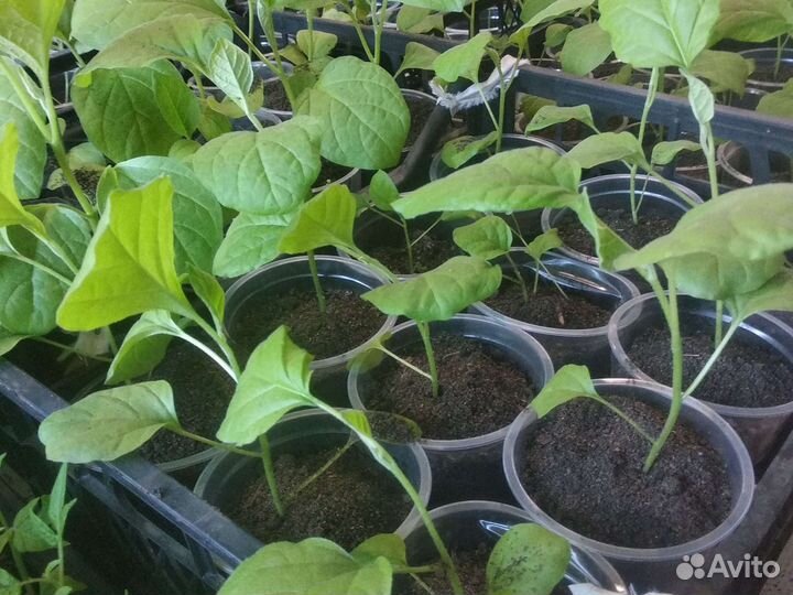 Рассада помидор и перцев,огурцов, баклажан,капусты