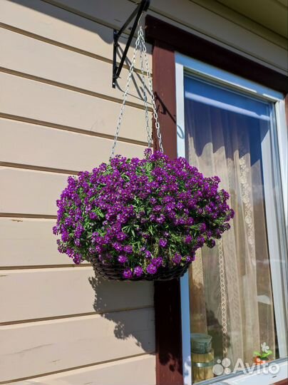 Алисум Stream Lavender и Snow Princess