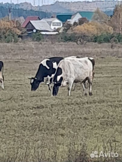 Коровы и телки стельные