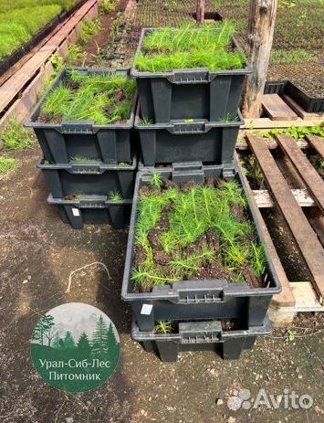 Сеянцы зкс Сосна окс Ель Лиственница Горная