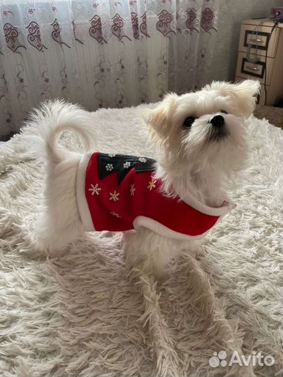 Одежда для собаки и кошек