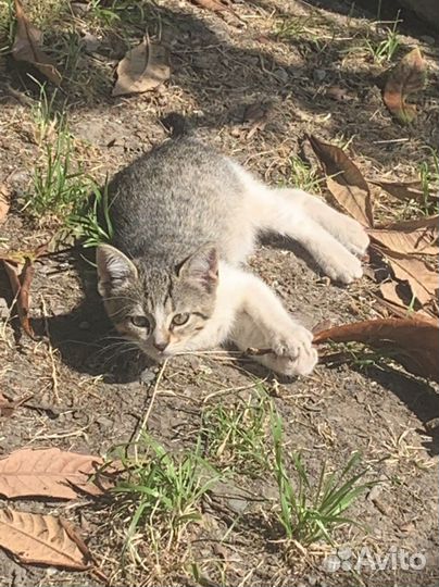 Кошки в добрые руки