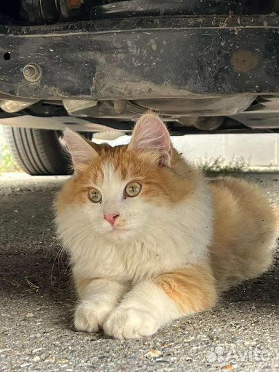Кот