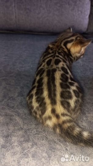 Бенгальские котята с документами