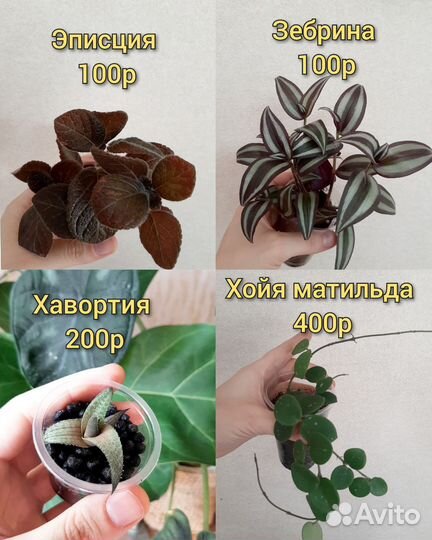 Пассифлора, хойя, сингониум