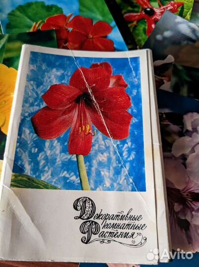 Открытки комнатные растения 30шт
