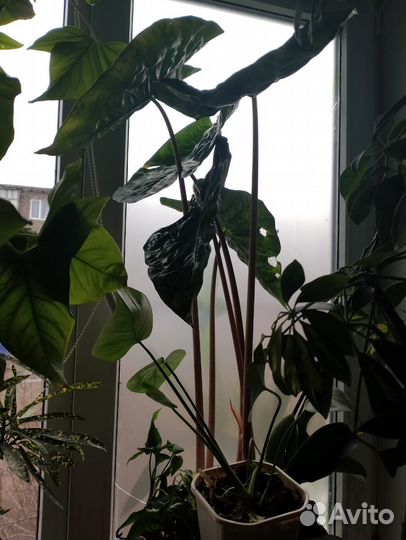 Большие комнатные растения