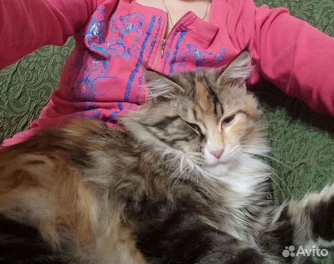 Котята мейн-кун