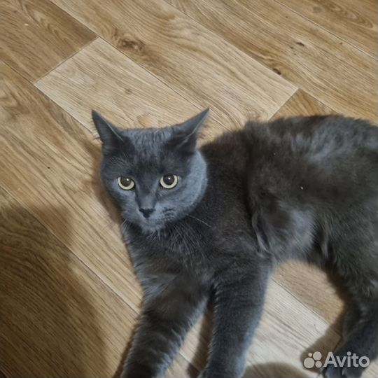 Кот
