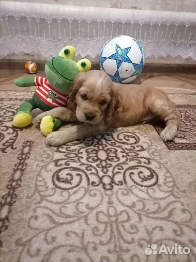 Щенки английского кокер спаниеля