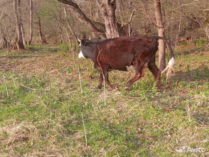Перва тёлка