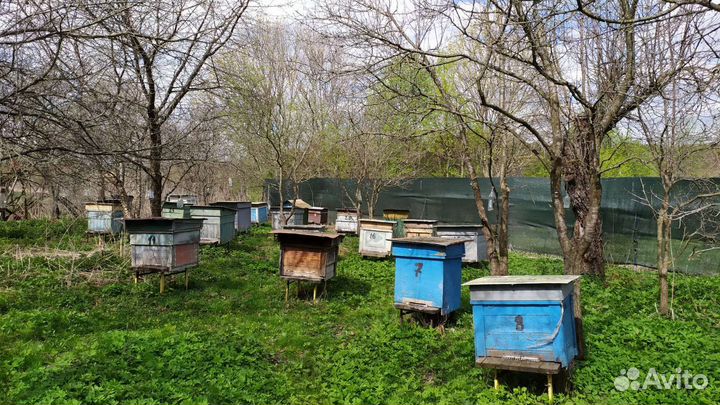 Улей с пчелами