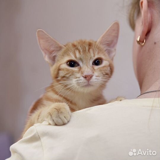 Рыжий мраморный котенок Лаки в дар