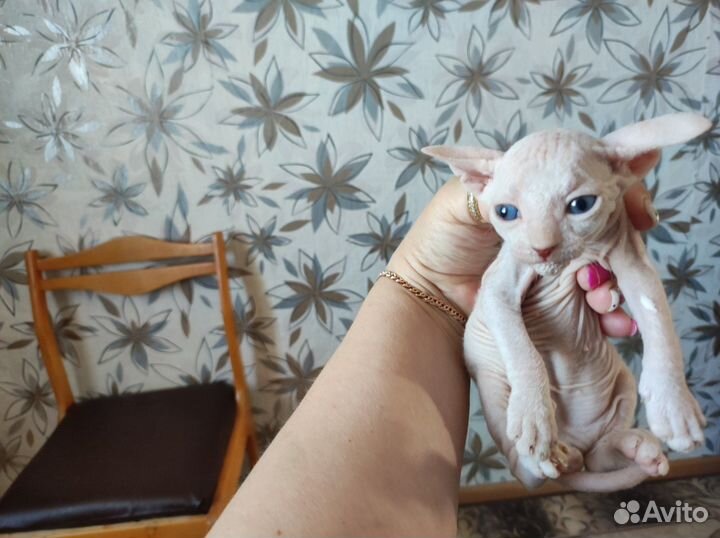 Донской сфинкс котята