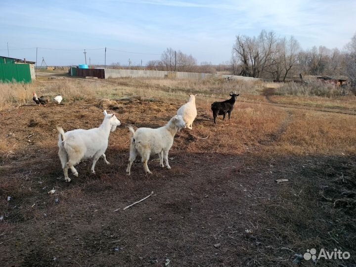 Козы дойные