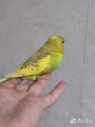 Волнистые попугаи птенчики