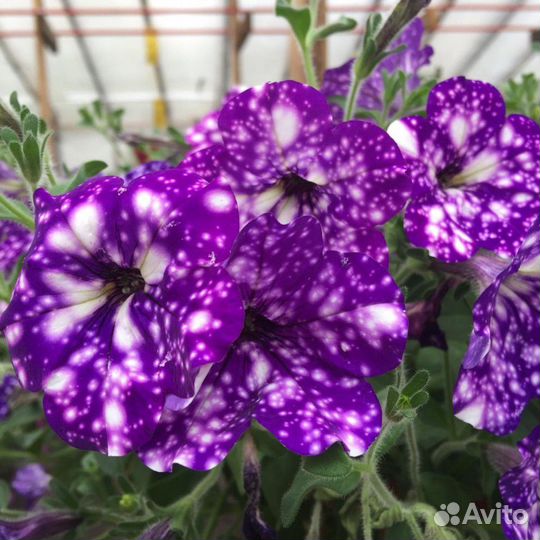 Калибрахоа, вегетативная петуния пеларгония