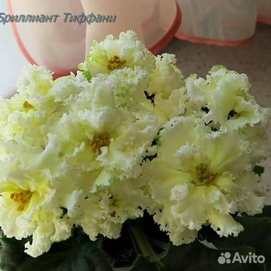 Фиалки сортовые