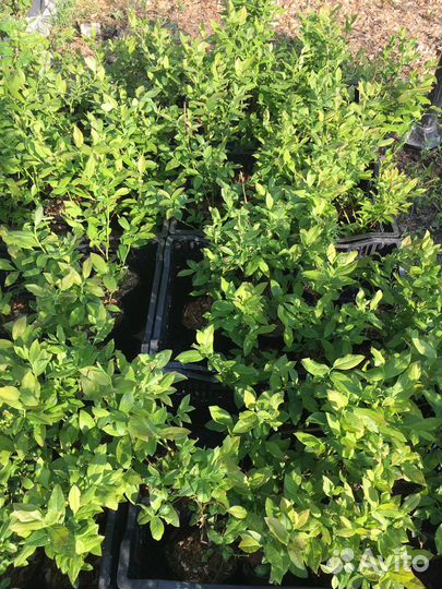 Саженцы голубики оптом