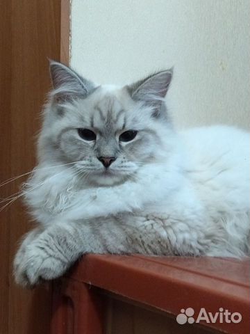 Кошка Невская маскарадная объявление продам