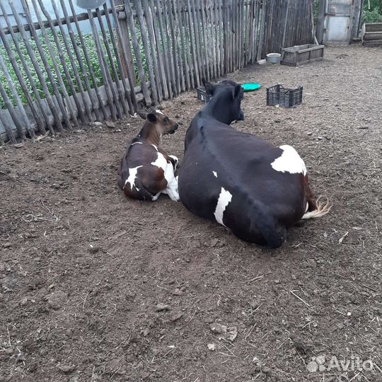 С/ животные