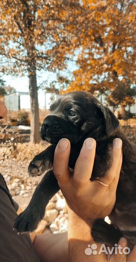 Кане корсе щенок