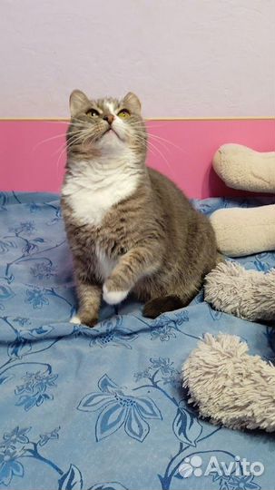 Беспроблемная уютная кошка. Стерил, привита