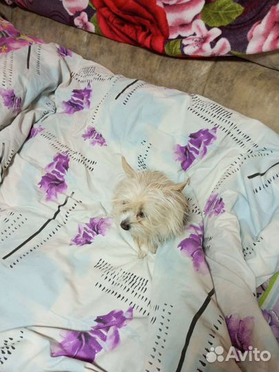 Мальчик для вязки ищет девочку