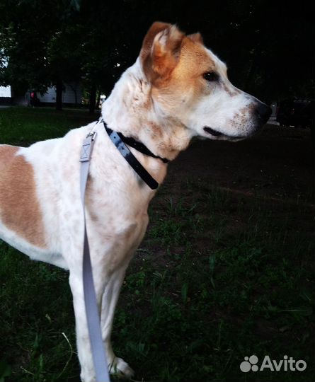 Собака Алабай девочка (1,8)