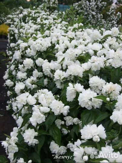 Саженцы жасмин махровый, ароматный 5 сортов зкс