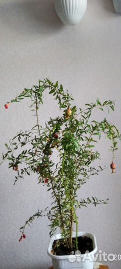 Гранат комнатный