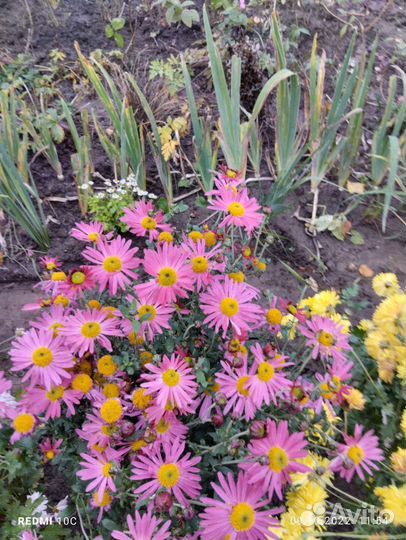 Хризантема корейская