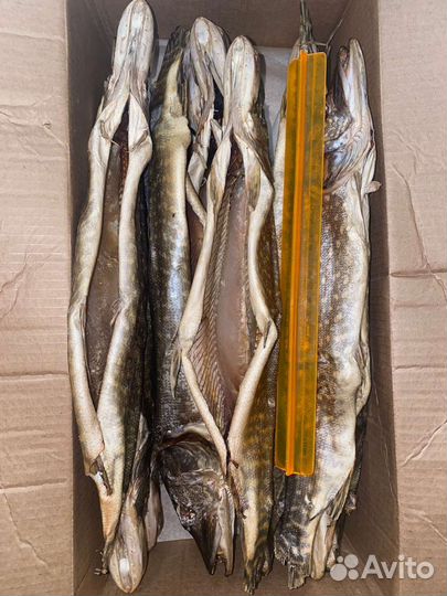 Щука вяленая Астрахань 2023