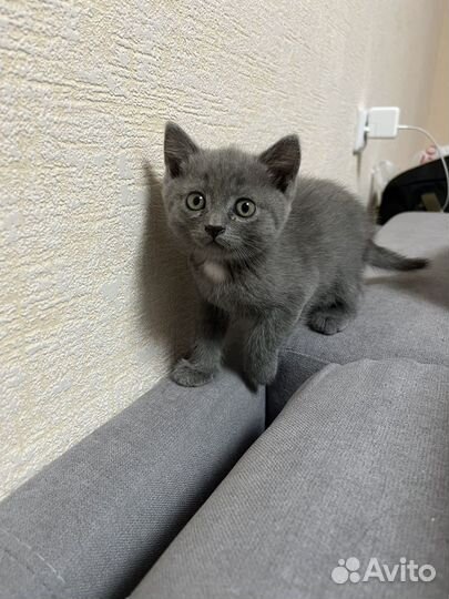 Котенок