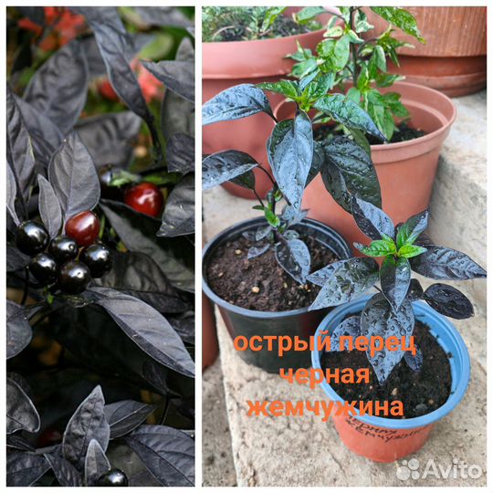 Коллекция мяты и пряно - ароматических растений